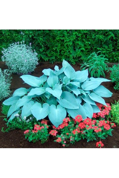 Листя хости Блю Мун – синьо-зелене, декоративне.